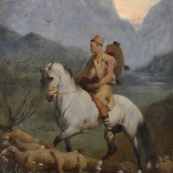 Kabyle Shepherd